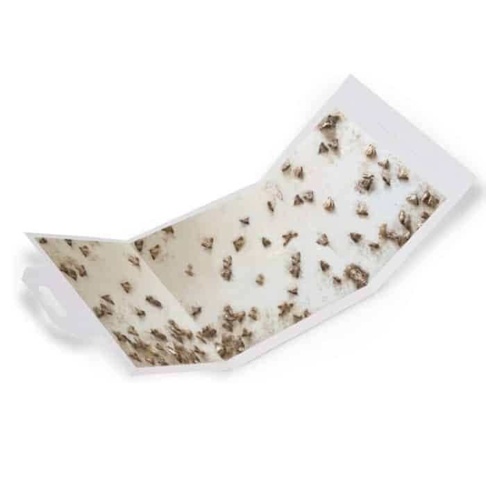 Mottenfänger Insektenfalle Sticker – Bild 2