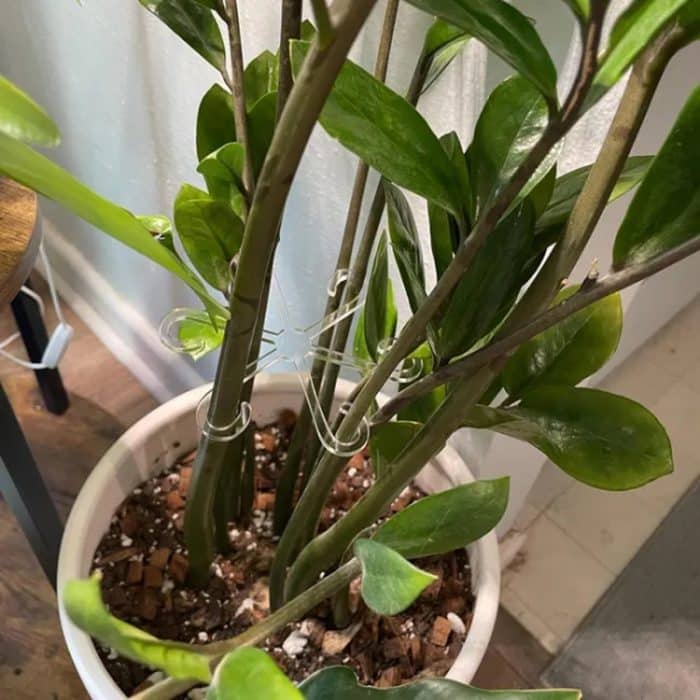 Pflanzenstamm-Stützhalterung, Garten-Gemüse-Pflanzenwurzel-Stammhalter, Small, Large – Bild 5