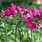 50pcs /Pack Gardening Vine Fixing Clip Plant Shaping Tool Plant Grafting Clip – Bild 7