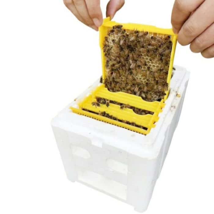 Bee Heading Box Schaumzucht Box Bestäubungsbox – Bild 1