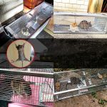 Haushaltsmäusekäfig-Mausefalle mit Doppeltür, Household Mouse Cage – Bild 4