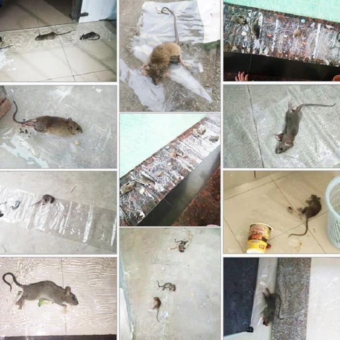 Anti-Nagetier Strong Sticky Board Transparente Sticky Mouse mit Mausefallenkleber – Bild 5