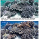 Sunnylife OA-FI179 Objektivtauchfilter für DJI OSMO ACTION – Bild 6