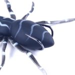 H Eng J IA 8 Smart 7G Lua Spider Soft Bait Bionic Mimi CBA IT, 1, 2, 3, 4, 5 – Bild 4