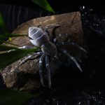 H Eng J IA 8 Smart 7G Lua Spider Soft Bait Bionic Mimi CBA IT, 1, 2, 3, 4, 5 – Bild 9