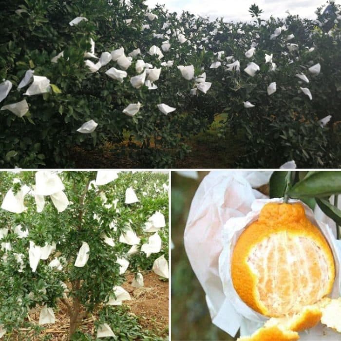 1000 Stück Obst-Schutzbeutel, wasserdicht, orange Verpackungsbeutel, Papiertüte, 15x18cm, 16x19cm, 17x19cm – Bild 3