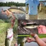 4.8cm 20pcs / Pack HENGJIA SO192 Vegetable-Head Tube Lure Fishing Simulation Soft Fake Bait, 1#, 2#, 3#, 4#, 5# – Bild 6